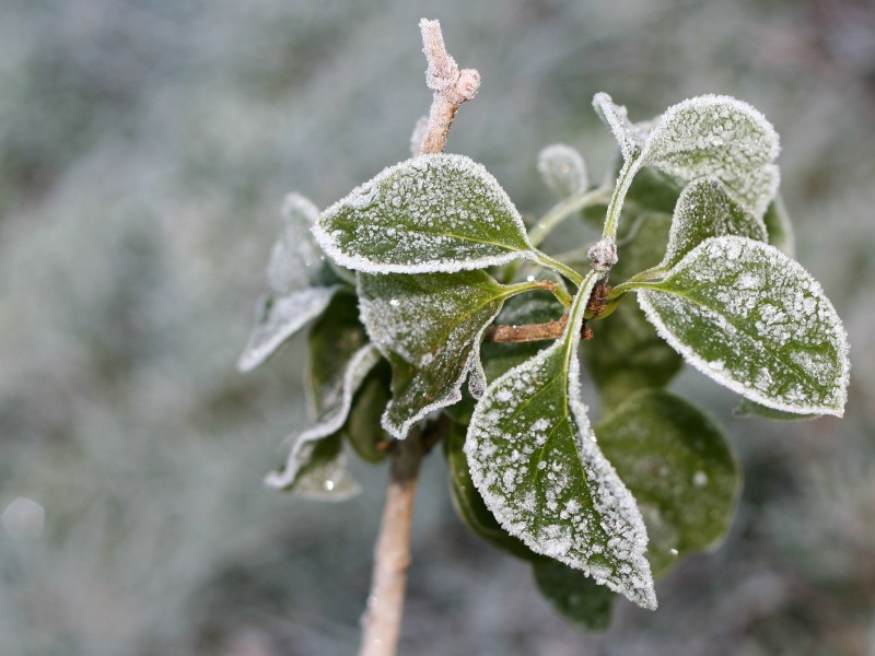 冰雪植物圖片