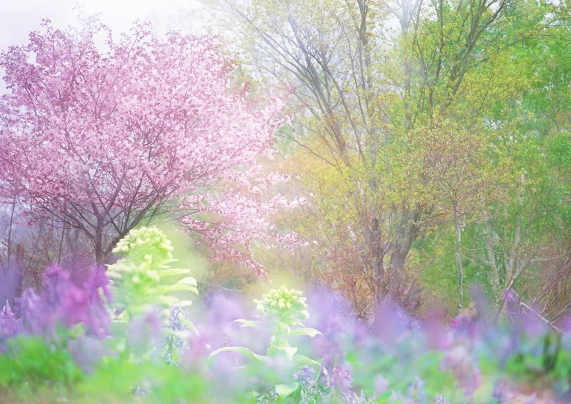 花色烂漫图片