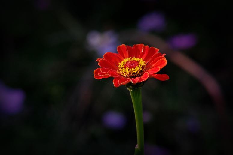 一组花色鲜艳的百日草图片欣赏