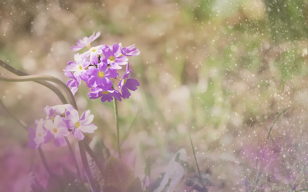 報春花苞片線形或線狀披針形，花梗纖細，花萼鐘狀