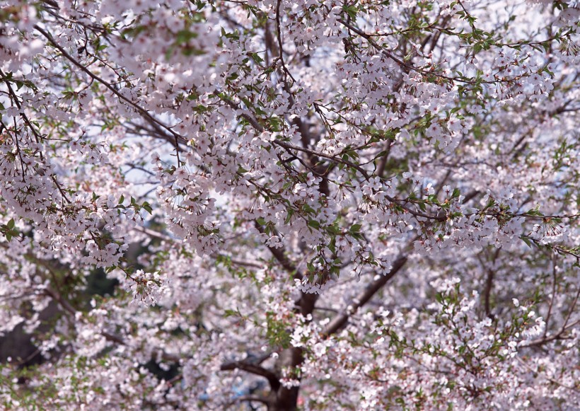 櫻花樹圖片