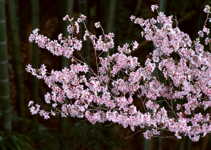 櫻花樹圖片