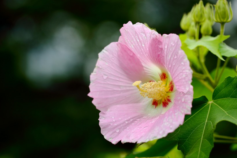 高貴優(yōu)雅的芙蓉花圖片欣賞