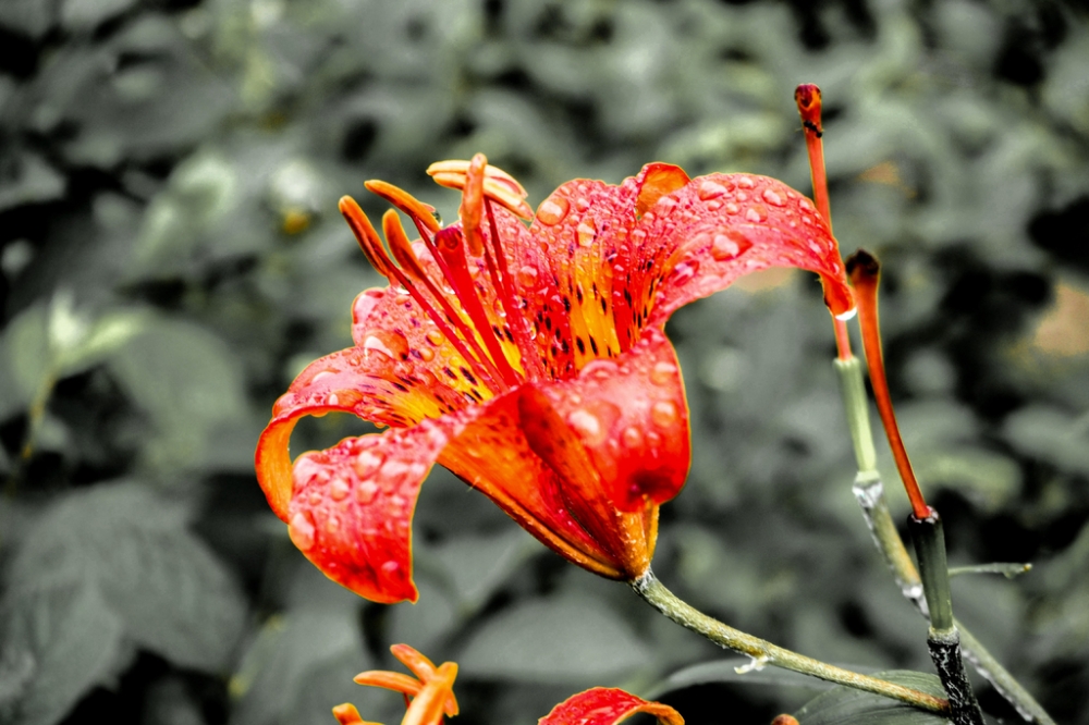 雨中橙色百合花唯美图片欣赏