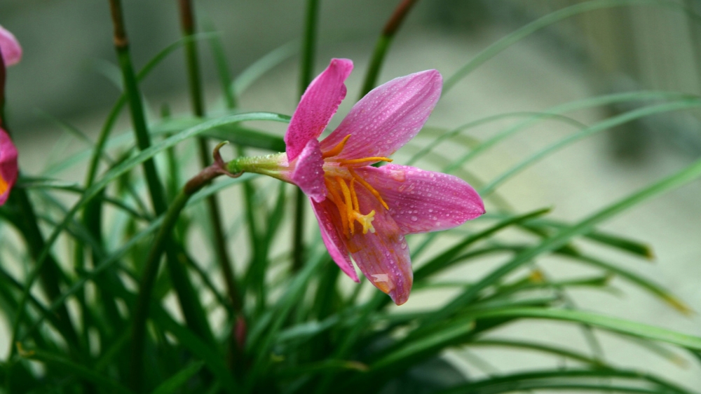 韭蘭花粉紅色的花朵隨處可見非常的漂亮