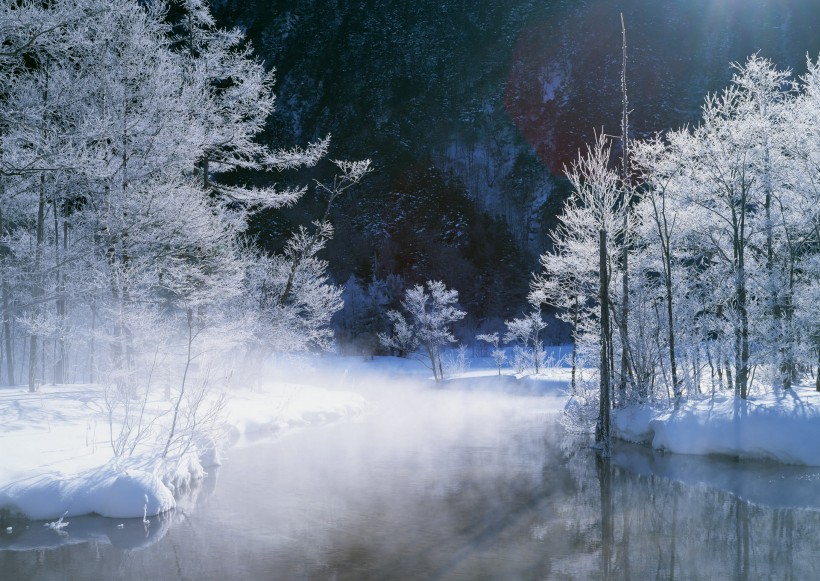 雪中植物花朵图片