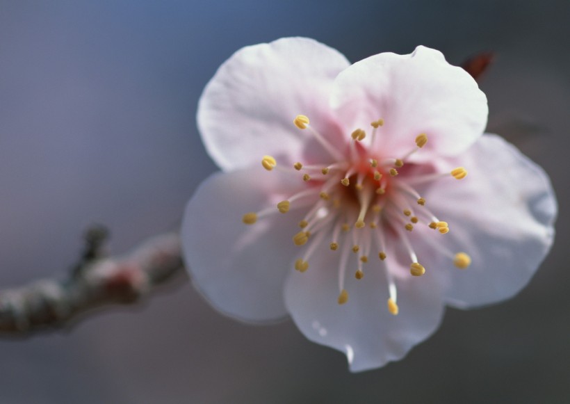 梅花图片