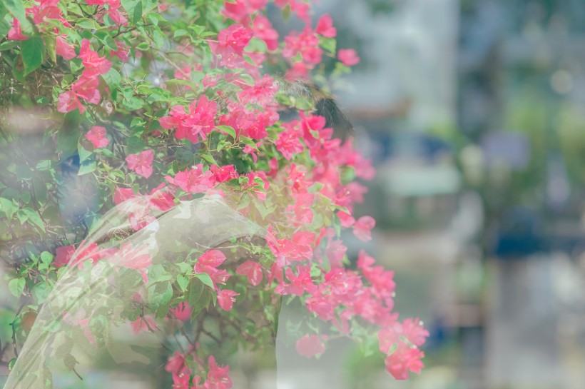 清新雅致的花朵