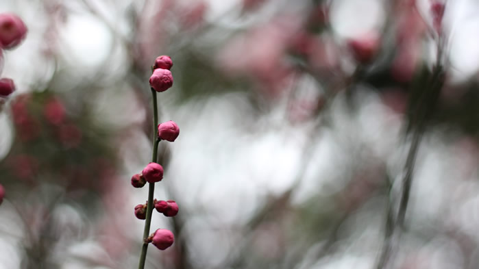 一组还未盛开的梅花花苞图片欣赏