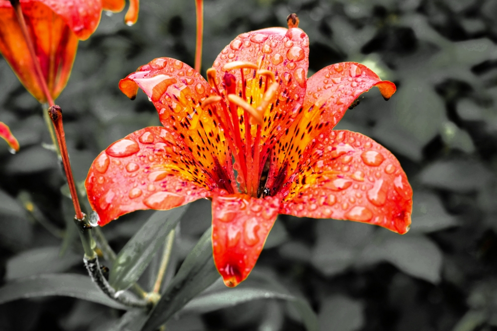 雨中橙色百合花唯美图片欣赏