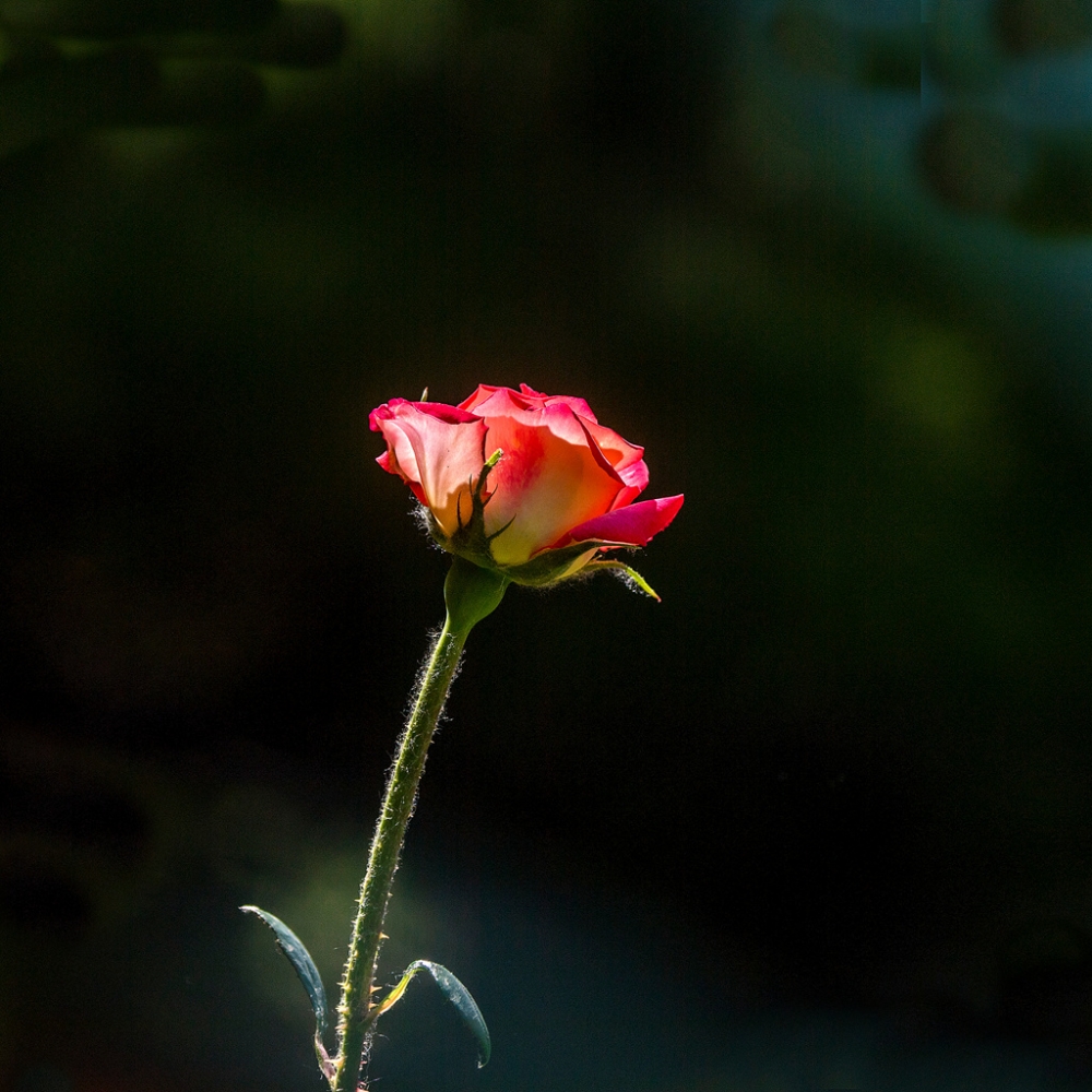 公园里的月季花图片欣赏