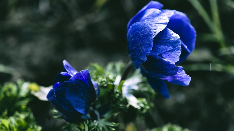 唯美清新的花朵微距桌面壁纸