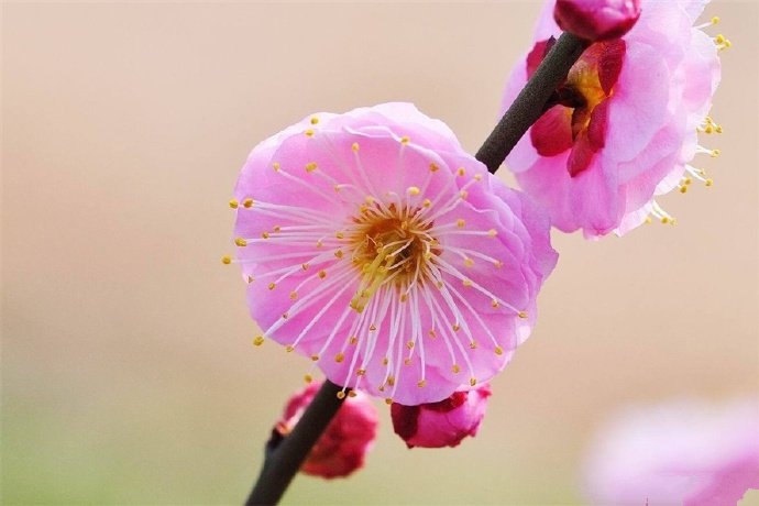 百花争春齐盛放，梅花守冬独俏开