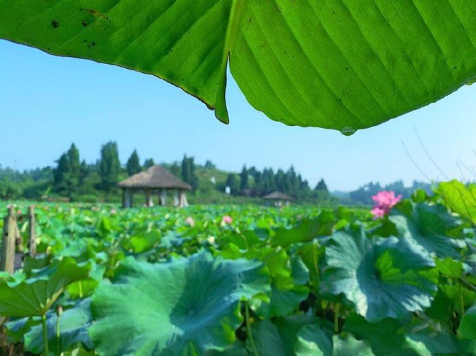 荷花就是田园风光的清凉绿色