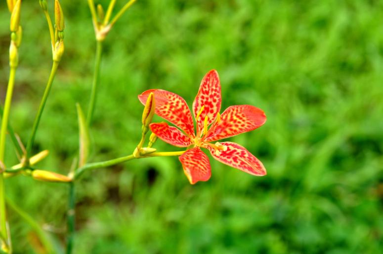 花形飄逸優(yōu)美的射干花圖片