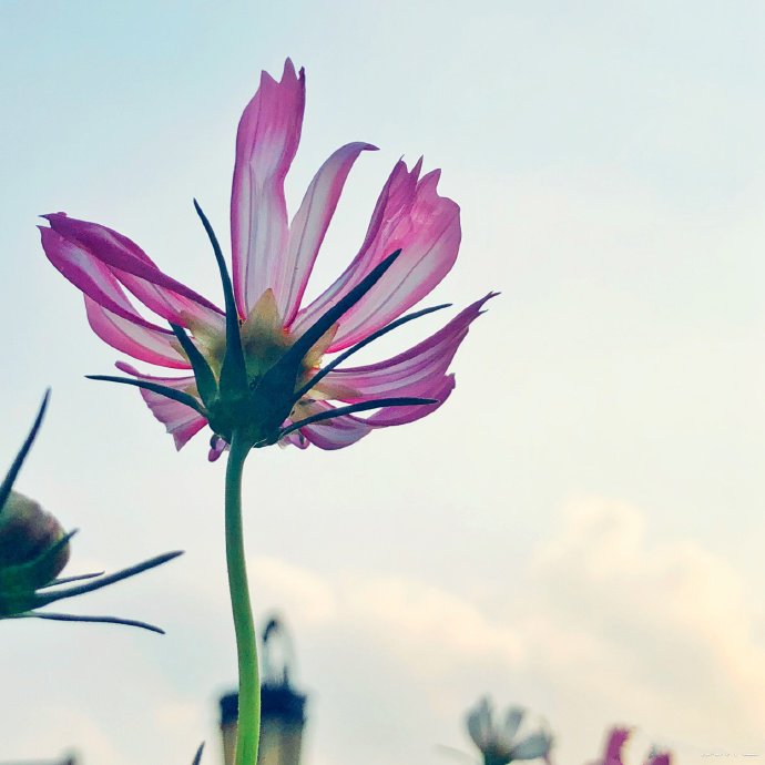 一组好看的格桑花写真特写图片欣赏