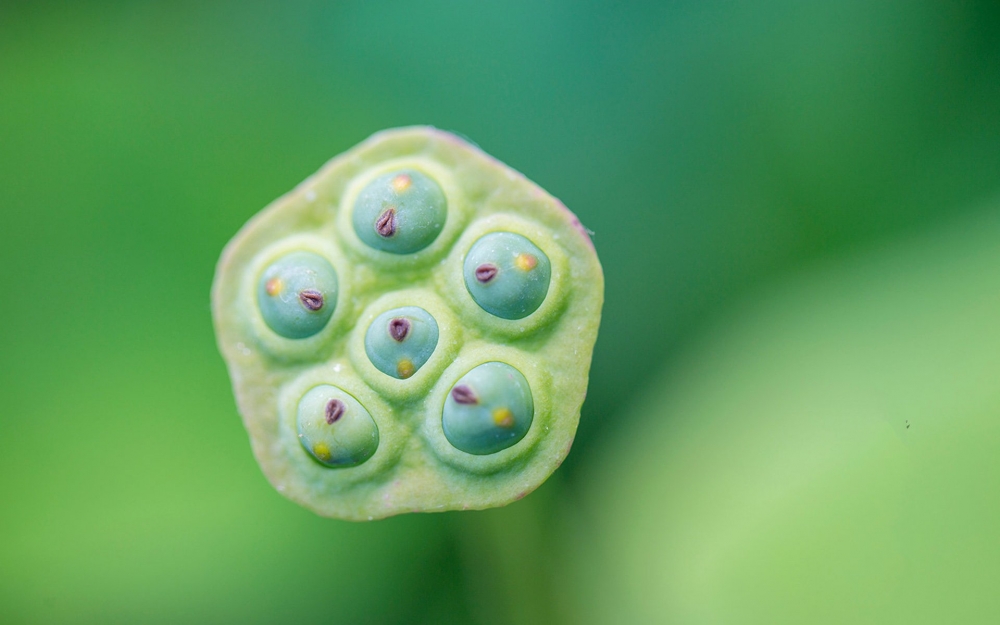 夏日养眼荷花高清桌面壁纸