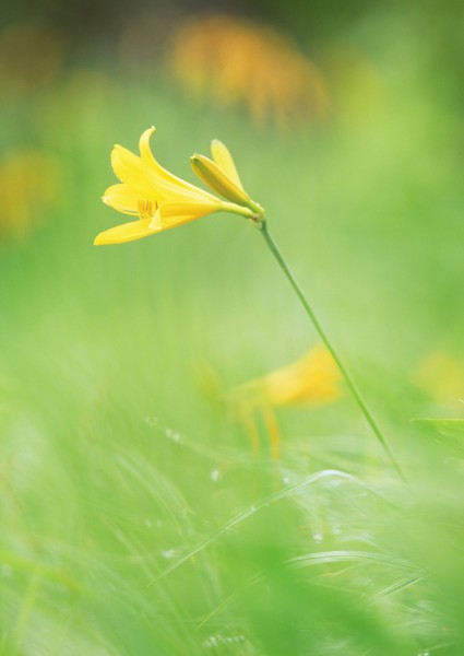 纯香野花图片