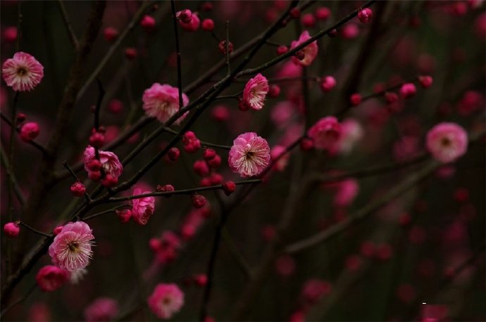 百花争春齐盛放，梅花守冬独俏开