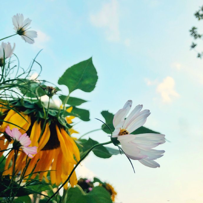 一组好看的格桑花写真特写图片欣赏