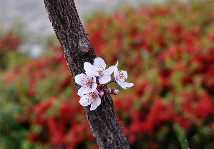 墙角数枝梅，凌寒独自开的梅花图片