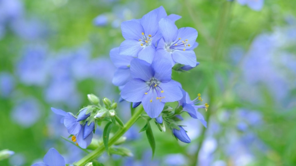 唯美微距鲜花高清桌面壁纸