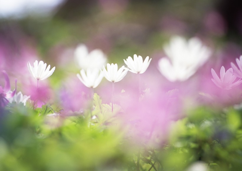 花色烂漫图片