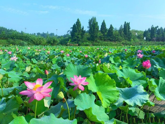 荷花就是田园风光的清凉绿色