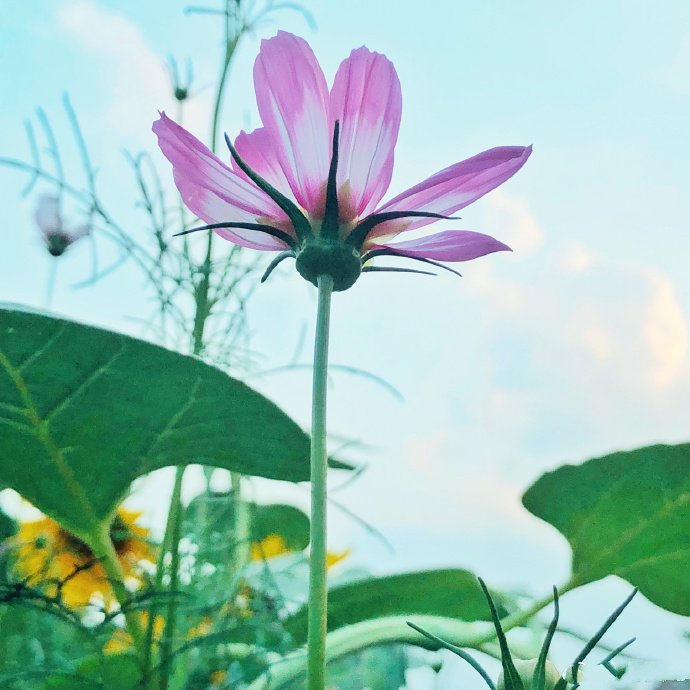 一组好看的格桑花写真特写图片欣赏