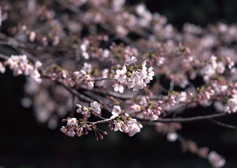 櫻花樹圖片