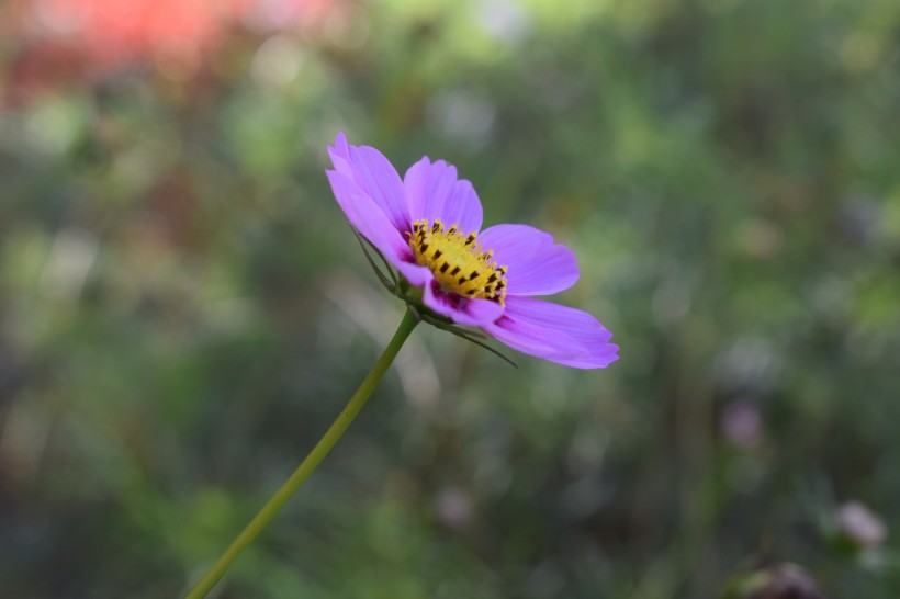 波斯菊特寫圖片