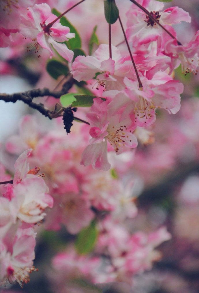 三月初春，自然是草长莺飞、花红柳绿的人间好时节