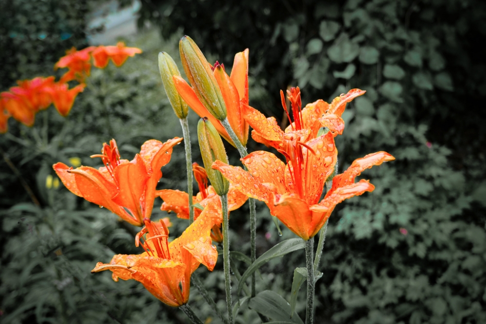 雨中橙色百合花唯美图片欣赏