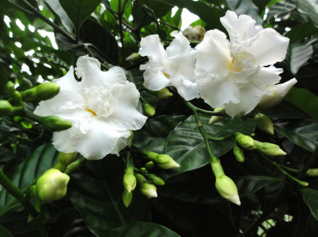 中国常见植物，狗牙花是夹竹桃科的灌木花卉