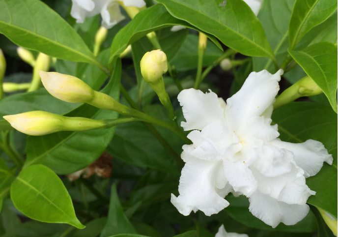 中国常见植物，狗牙花是夹竹桃科的灌木花卉