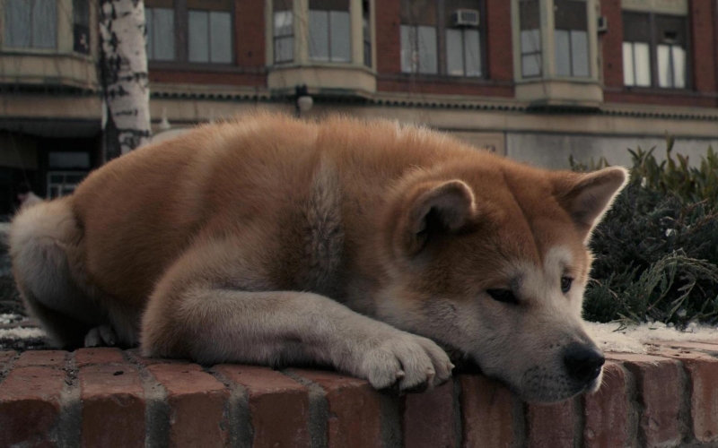 秋田犬可愛圖片