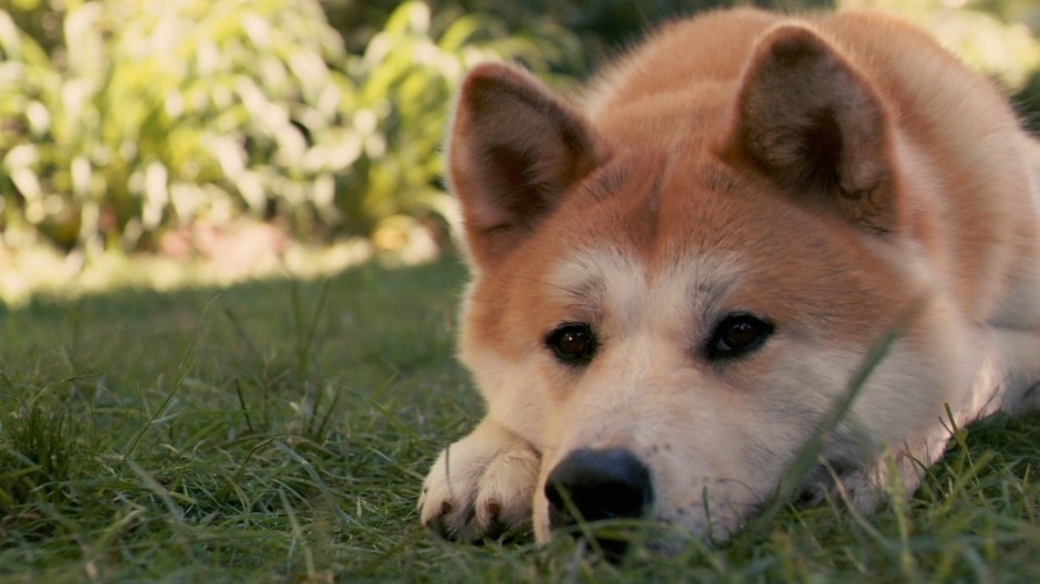 美系秋田犬呆萌表情图片