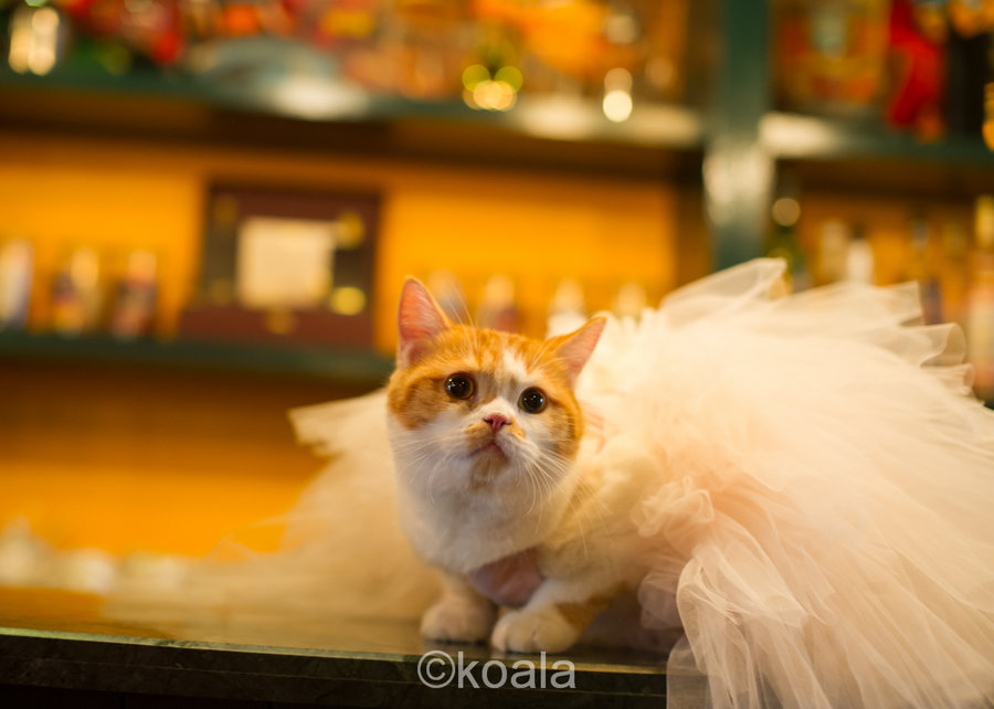 咖啡馆的猫咪公主