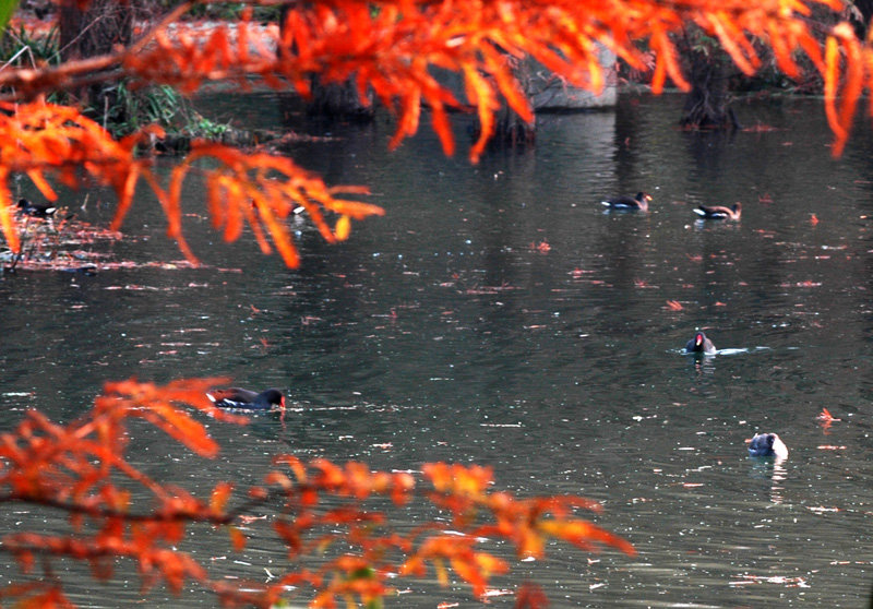 南京梅花谷湿地拍水鸡