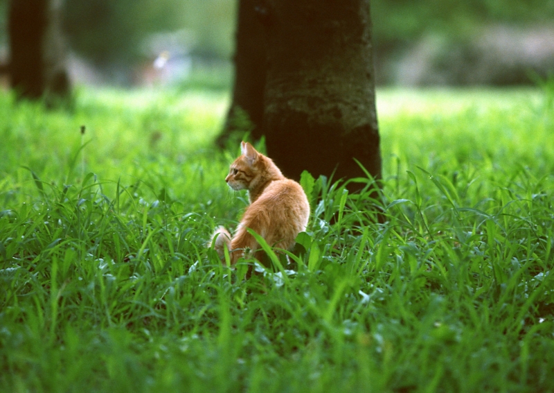 草地玩耍的猫咪图片