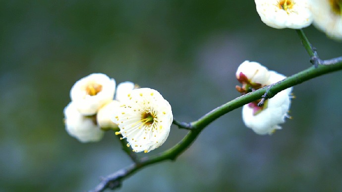 扬馨绽蕾来报春的梅花图片