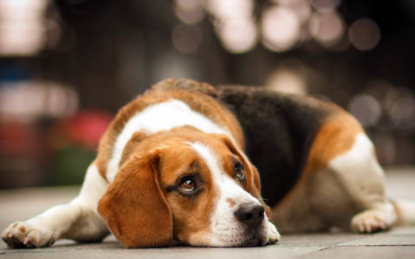 可爱小宠物比格犬高清图片