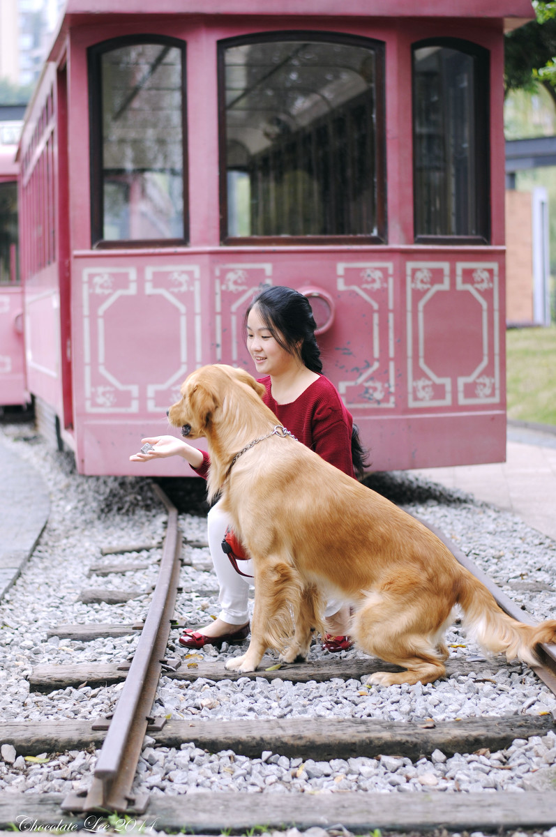 金毛犬与美女的周末