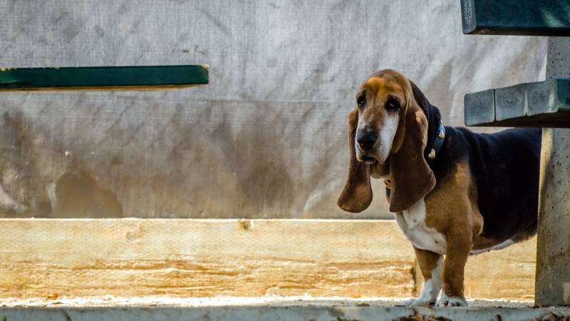 长耳朵巴吉度猎犬呆萌逗趣精选组图