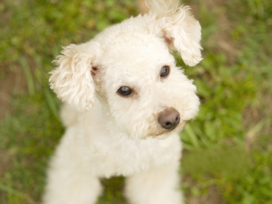 买萌小白狗图片 沉睡的白色贵宾犬