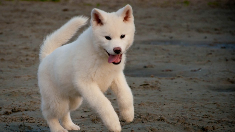 美系秋田犬呆萌表情图片