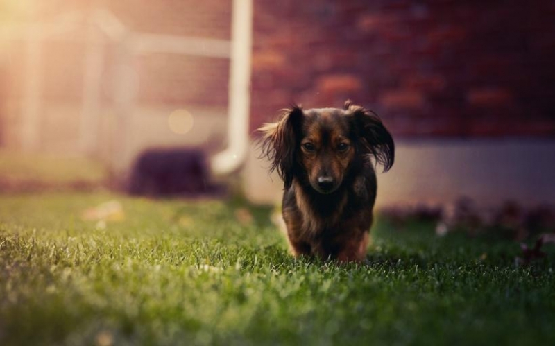 达克斯猎犬图片