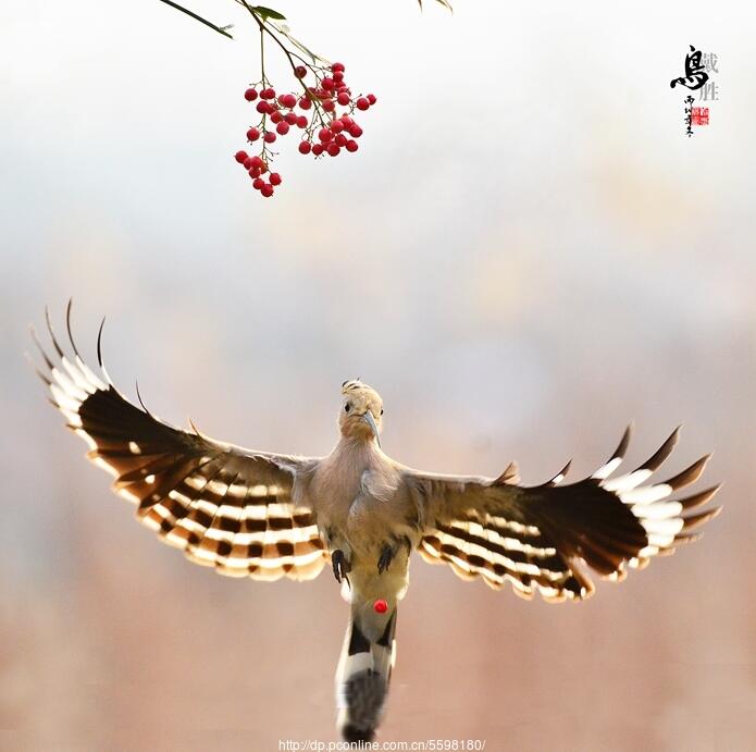 戴勝鳥(niǎo)與紅果子