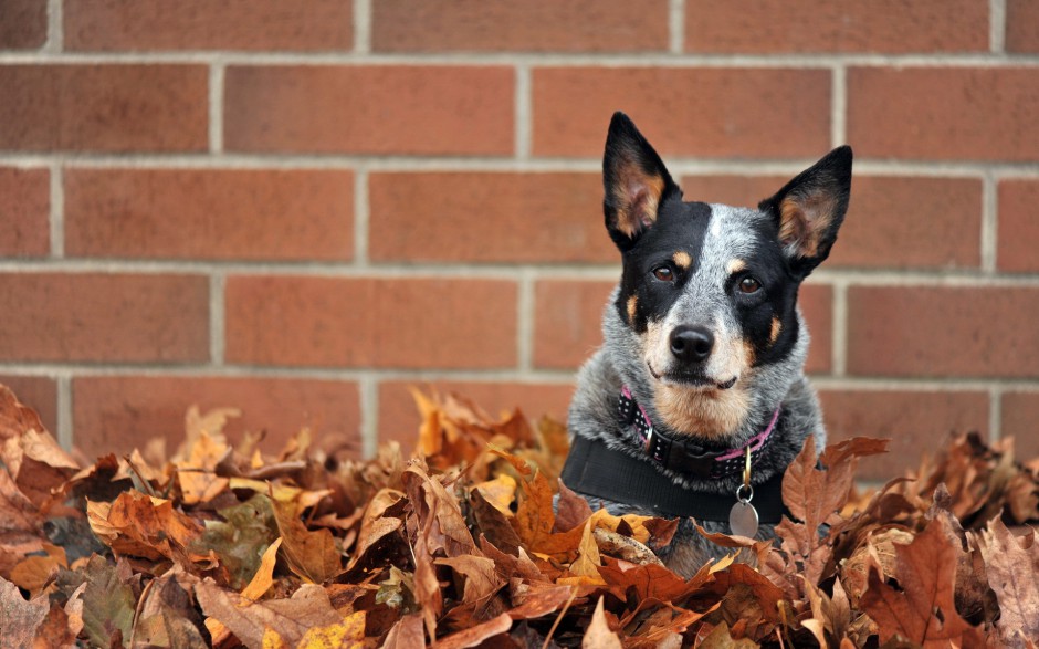 超萌狗狗牧牛犬秋季户外写真图片壁纸