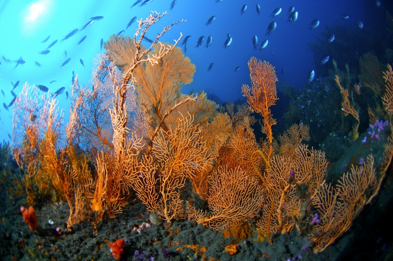 美丽海底珊瑚图片
